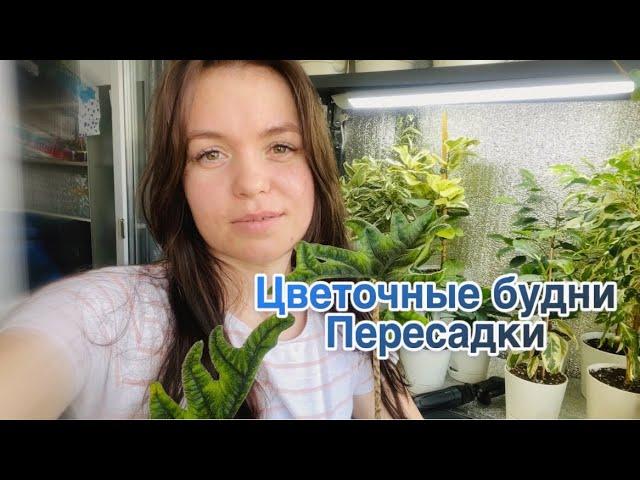 Цветочные будни| пересадки | обзор покупок