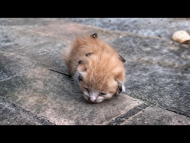 Dying kitten, abandoned by the roadside, was bitten by flies as he struggled to crawl for survival.