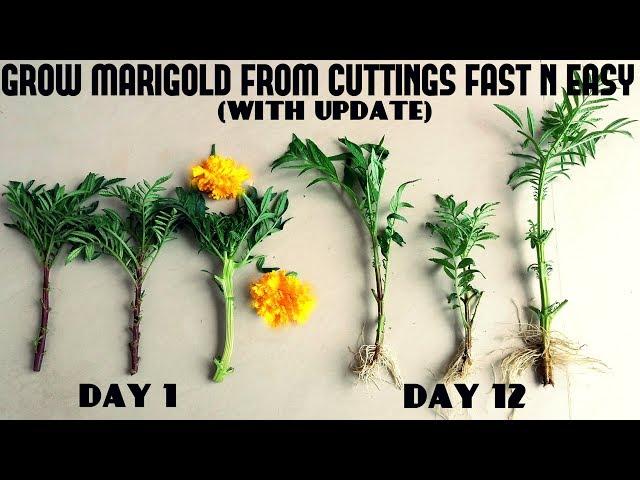 How to Grow Marigold From Cutting Fast N Easy (With Update Video)