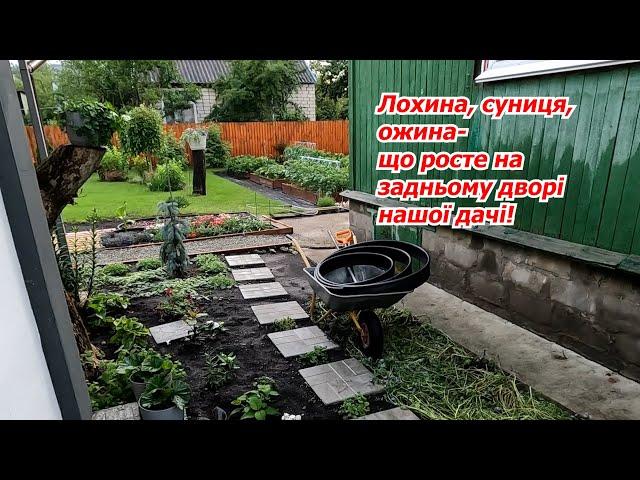 What grows in the backyard of our dacha - for the first time on the channel!)