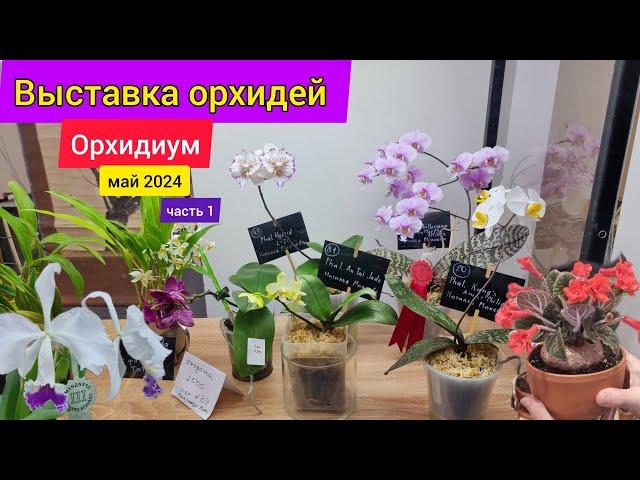 ВЫСТАВКА ОРХИДЕЙ в Москве! Орхидиум. Смотрим что привезли. Разговор с продавцами. Часть 1