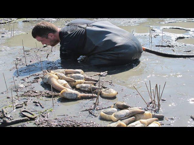 Amazing Giant Geoduck Clams Catching and Processing Skills - Fastest Monster Clams Digging Skill