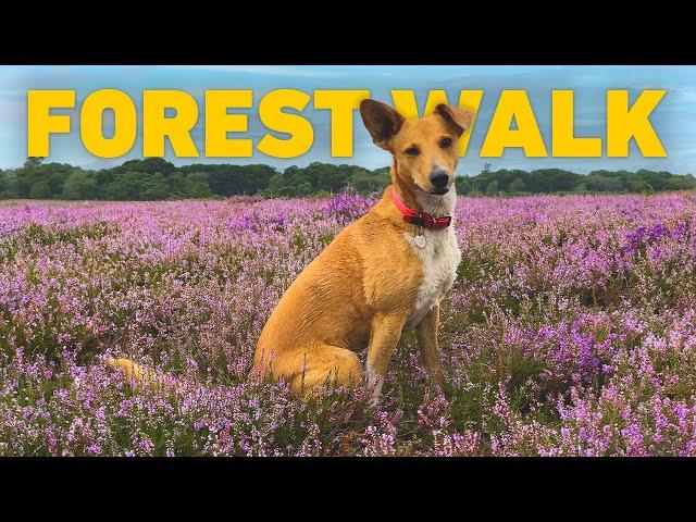 [NO ADS] Dog TV  Forest Dog Walk as Heather Blooms at End of Summer 🪻 Nature Sounds for Dogs