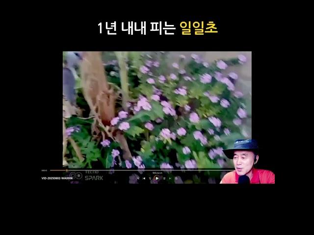 아프리카 우리집. 일일초는 매일 핀다.  #새마을_세네갈