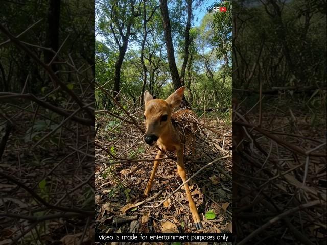 Grandmother saved the life of a fawn #ai #shorts #fawn #animalrescue #deer #animals #seyt