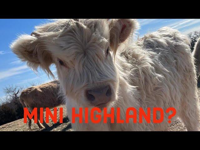 Why we don't raise mini highlands