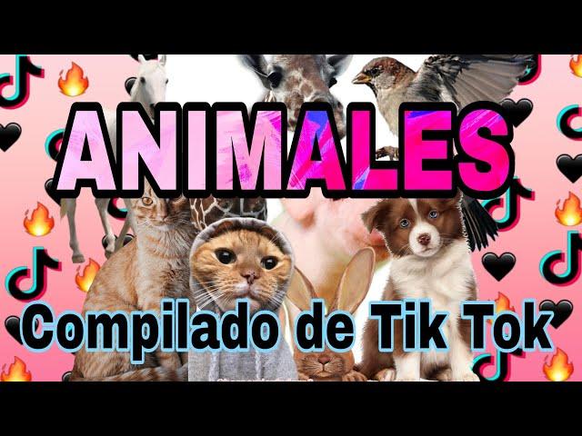 #1 Compilados Tik Tok - Animales