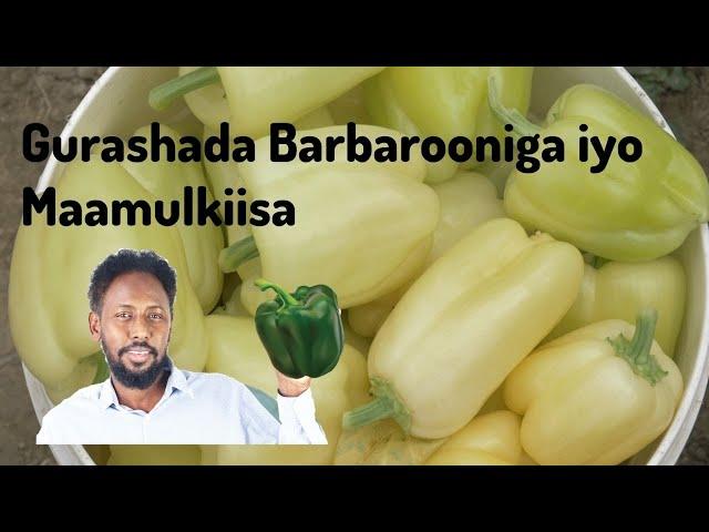 Gurashada Barbarooniga iyo Maamulkiisa