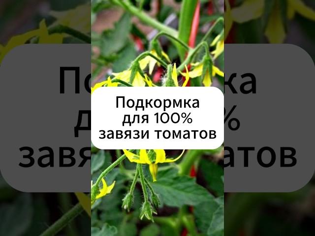 Подкормка для 100% завязи томатов.  #огород #дача #томаты #теплица