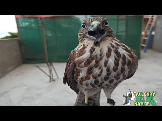 Manning my hawk | Unforgettable moments | Pak falconry & nature