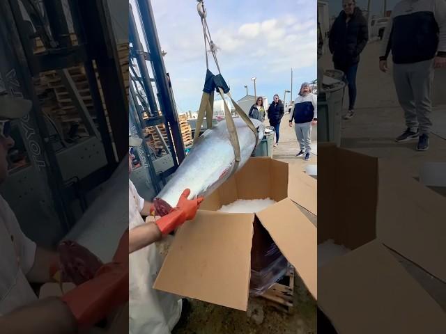 What Happens When a Bluefin Tuna Hits the Dock?? Watch the Process!!