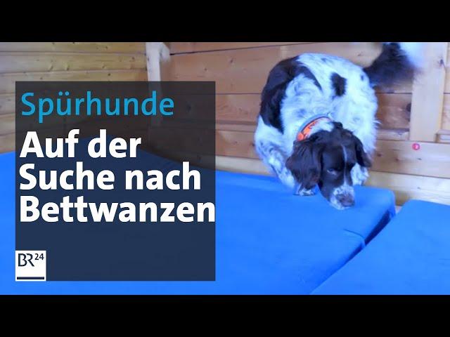 Spürhund-Einsatz auf Allgäuer Berghütten | Abendschau | BR24