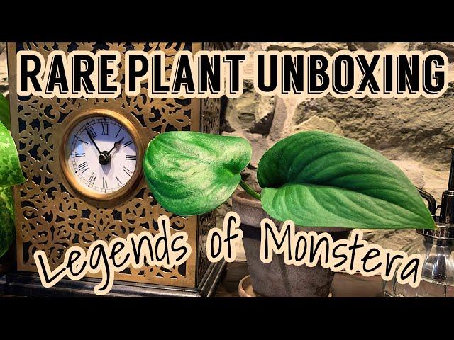 Rare Plant Unboxing | Legends of Monstera