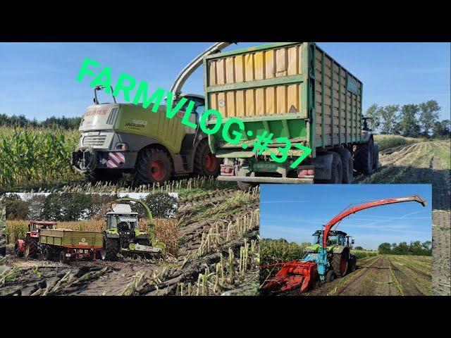 Farmvlog:#37 nasse verhältnisse: der Mais muss runter