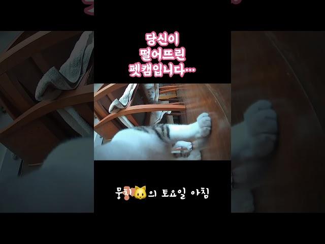 #개냥이 #길고양이 #고양이일상 #고양이브이로그  #뭉치와숭이 #뭉숭이네 #서강대메리홀고양이
