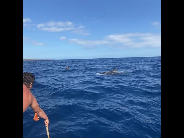 A young breaching short finned Pilot Whale at Biosean