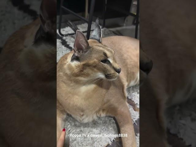 Floppa Typhoon Likes to Be Touched from Young Owner #caracal