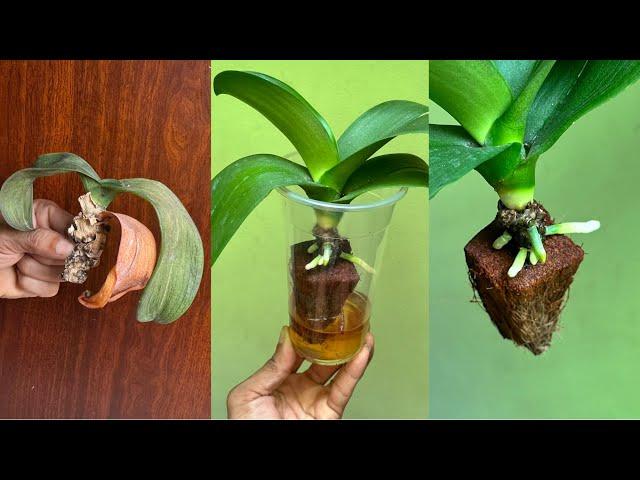 How To Quickly Revive Healthy Roots For Withered And Rootless Orchid Plants