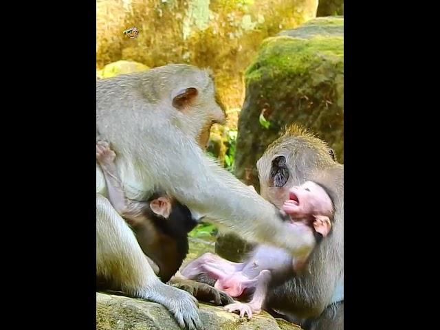 Poor baby jesper  cry extremely break heart by monkey vikki torturing allow milk #shortvideo #video