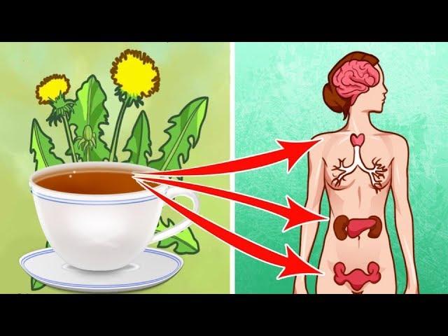 7 Reasons You Should Drink A Cup Of Dandelion Tea Everyday