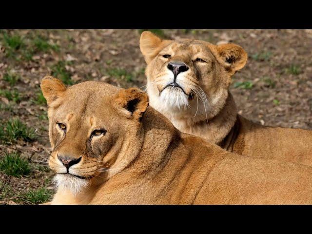 Breathtaking wildlife videos on lion - Amazing Lions Videos - Lions Creative Commons Videos