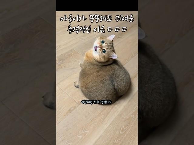 뚠뚠해도 귀여운 충격적인 고양이 무브먼트 수준 ㄷㄷ