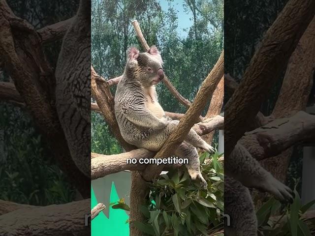 why are koalas are evolutional phenomenon