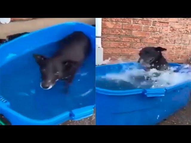 DOG LEARNS TO SWIM | APRENDIENDO A NADAR |FUNNY VIDEOS 2021