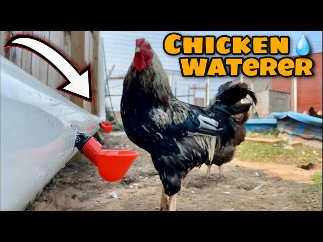 New Automatic Chicken Watering System is a Game Changer!