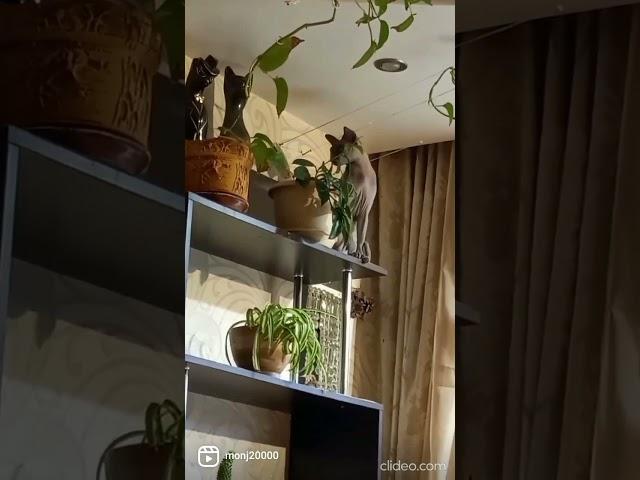 прикольный сфинкс