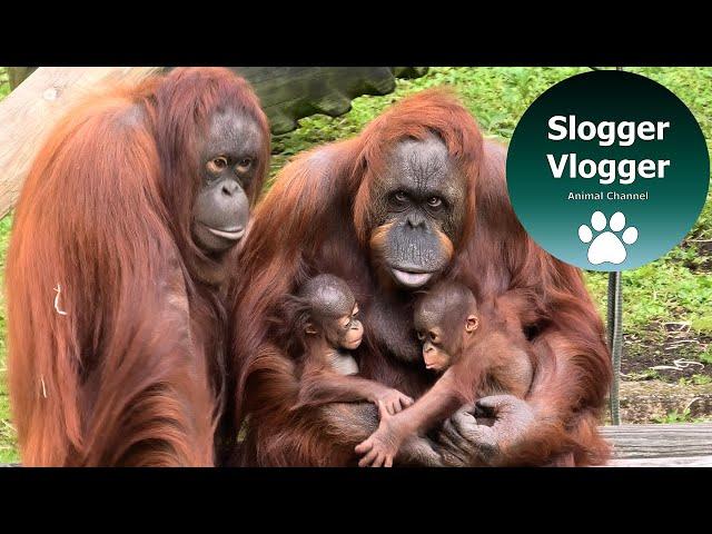 Magic Moment As Orangutan Mother Has First Interaction With Her Baby