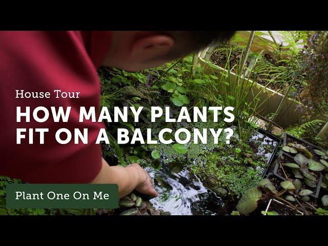 Balcony Gardening: Houseplant Home Tour with James Ipy — Ep 103