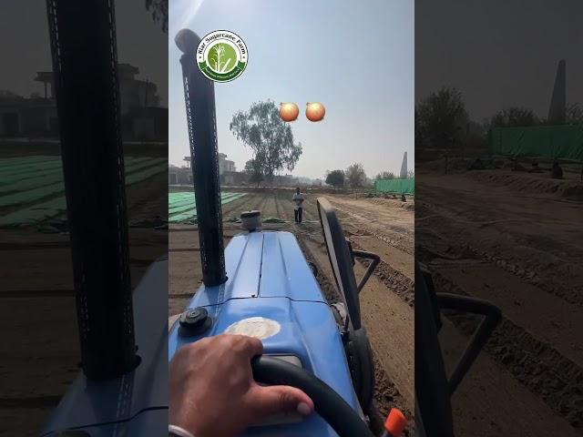 Onion nursery, subscribe YouTube channel for sugarcane videos #riar_sugarcane_farm  #onion #pyaaj