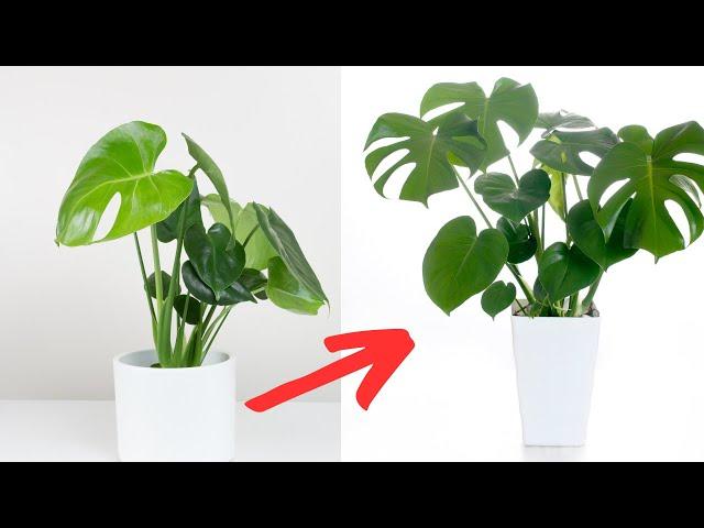 How to Keep your Monstera Happy