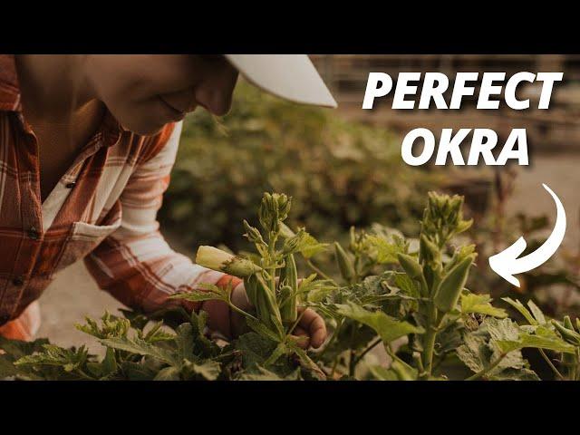 When to Pick Okra for Best Taste & Tenderness