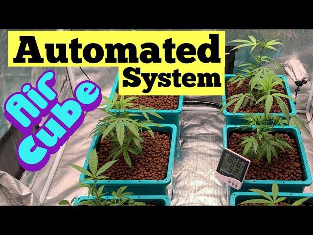 GROWING CANNABIS WITH AirCube HYDROPONIC SYSTEM AND FC8000 GROW LIGHT