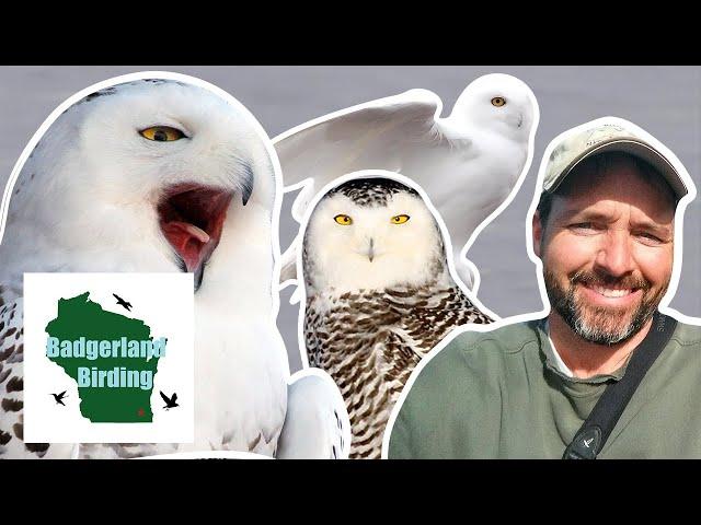 Snowy Owl Irruption: Fact vs. Fiction (With Ryan Brady)