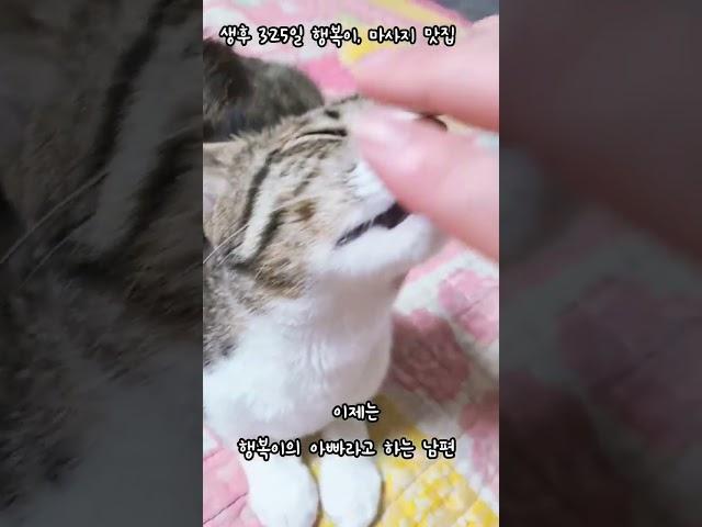 고양이 마사지 맛집 #shorts