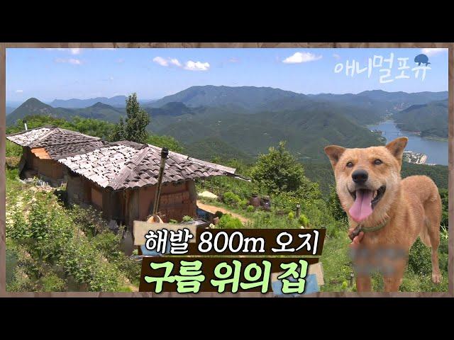 구름 위에서 살고 있다?! 해발 800m, 택배차도 잘 오지 않는 화산 마을에 사는 수자 씨네 가족 | 수자 씨 구름 정원에 살다 | KBS 인간극장 2020 방송