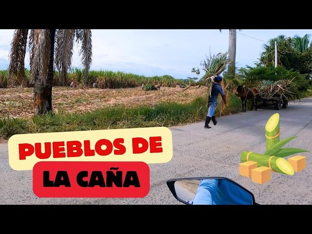 SAN JOAQUIN Y EL TIPLE  Cultivos de CAÑA de Azucar  Motovlog