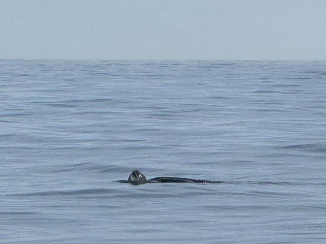 Looking for Leatherbacks: The One That Got Away!