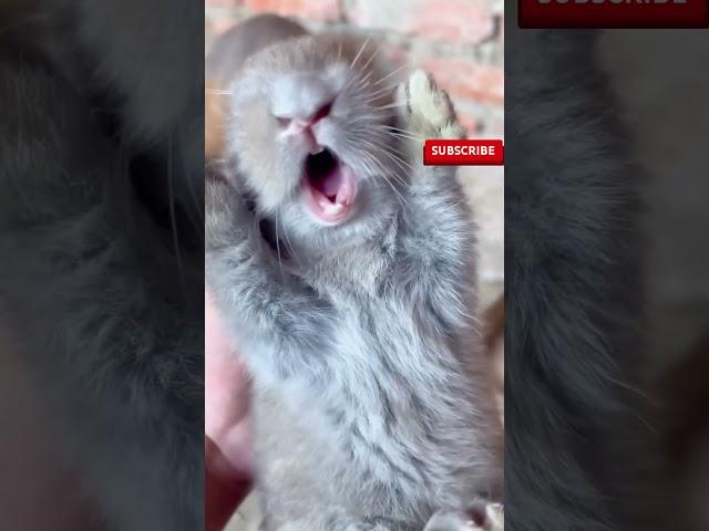 只是亲了小兔子一口，小兔子一副不想活的样子，兔子：我不干净了~ #pets#animals #cute