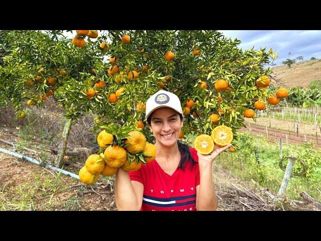 Tour por tudo que estamos produzindo agora no sítio, frutas e legumes