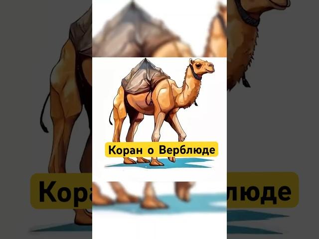 Упоминание Верблюда в Коране! #shotrs