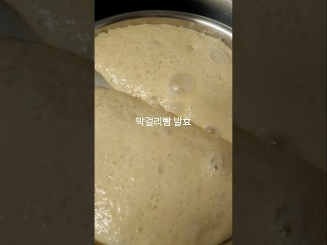 #막걸리로 밀가루반죽 발효 #막걸리빵 발효 장면 #중력밀가루, 설탕, 소금, 계란, 막걸리