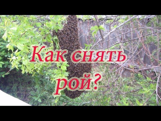 СУПЕР СПОСОБ!!! КАК ПРАВИЛЬНО СНЯТЬ ПРИВИВШИЙСЯ РОЙ С КУСТА, ДЕРЕВА!!!