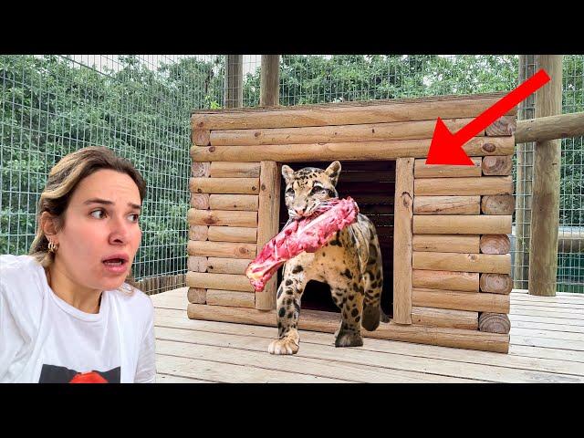 FEEDING MY BIG EXOTIC CATS!