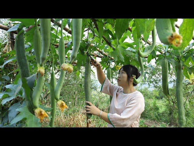 Picked a basket of loofahs and made some delicious farm-style loofah dishes【YuXioxiang】