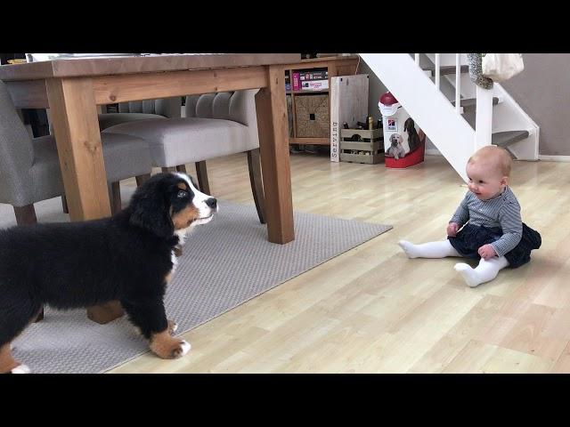 FIRST MEETING BABY vs BERNESE MOUNTAIN DOG PUPPY