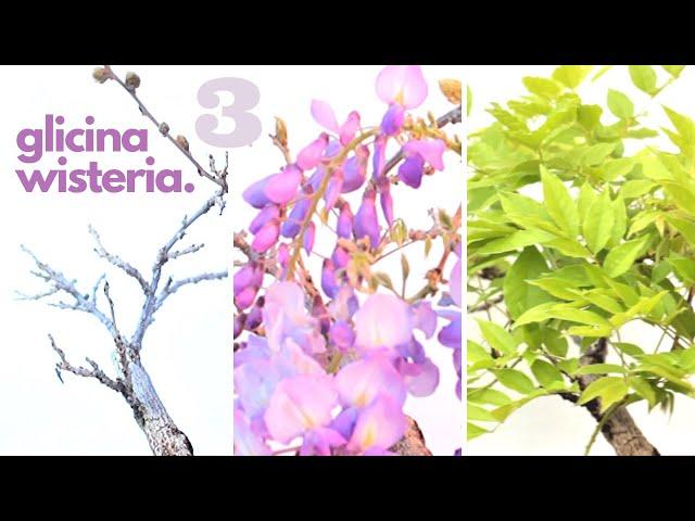 Bonsai Wisteria - development 81 days #3